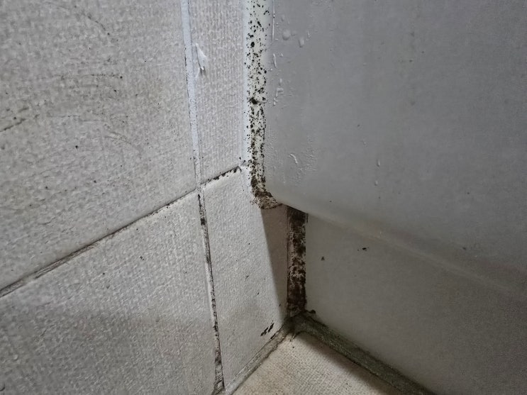  부산입주청소잘하는곳 엄청난 욕실 곰팡이도 문제없어요