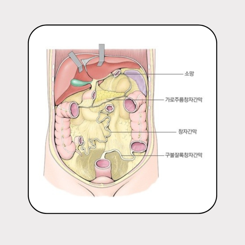 장간막 위치와 구조 기능 장간막 지방층염이란