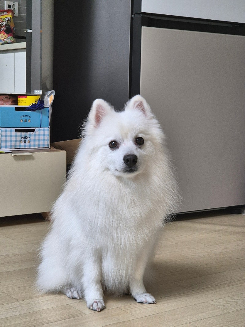까까독아산애견미용아산애견호텔