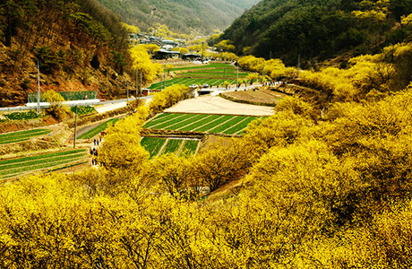  의성 산수유마을 꽃맞이행사 2025! 봄을 물들이는 노란 산수유꽃 축제 (제18회)