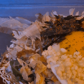  단계동 맛집 오코노미야끼랑 게내장구이 원주 끌