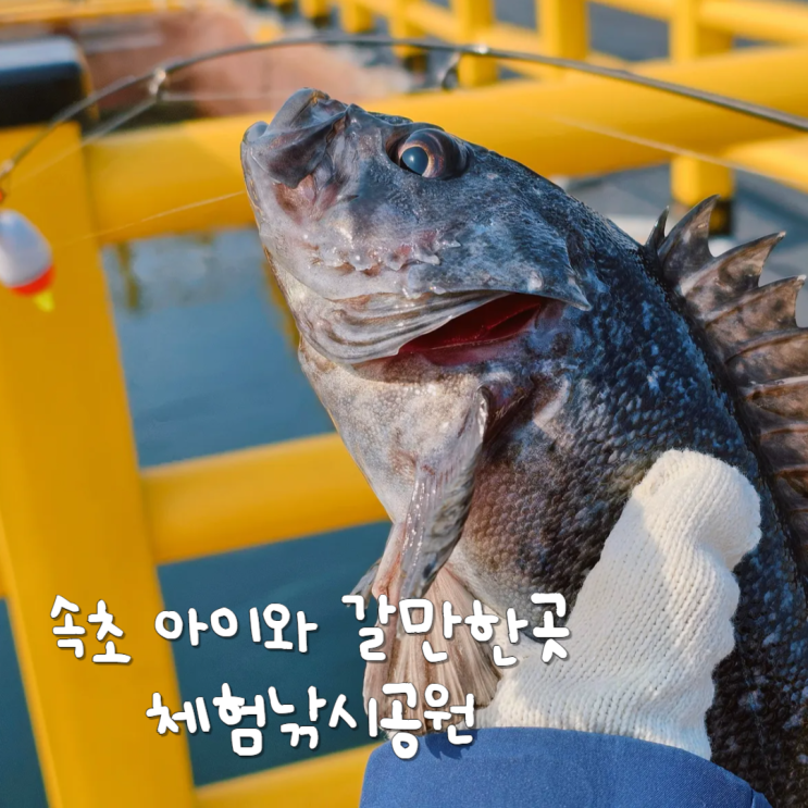 속초 해상낚시 아이와 가볼만한곳 장사항 체험낚시 공원 올데이속초패스 속초 해상낚시 아이와 가볼만한곳 장사항 체험낚시 공원 올데이속초패스