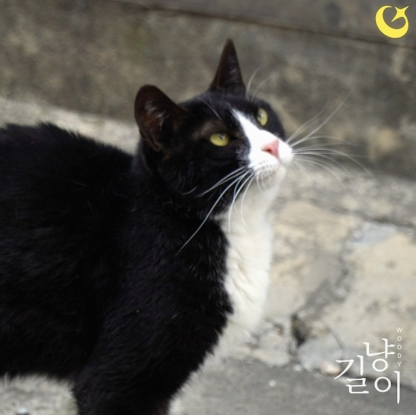  우디 길냥이 노래 음악 뮤직비디오