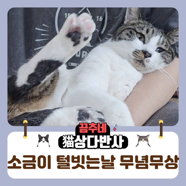  고양이 털갈이는 365일 빗질 털청소 도구 추천