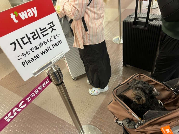 태국 방콕 애견동반 해외여행 No3. 대구공항 동물검역