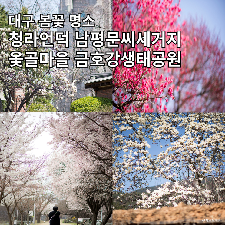  3월 4월 대구 봄꽃 명소 청라언덕 남평 문씨 세거지 옻골마을 금호강 생태공원