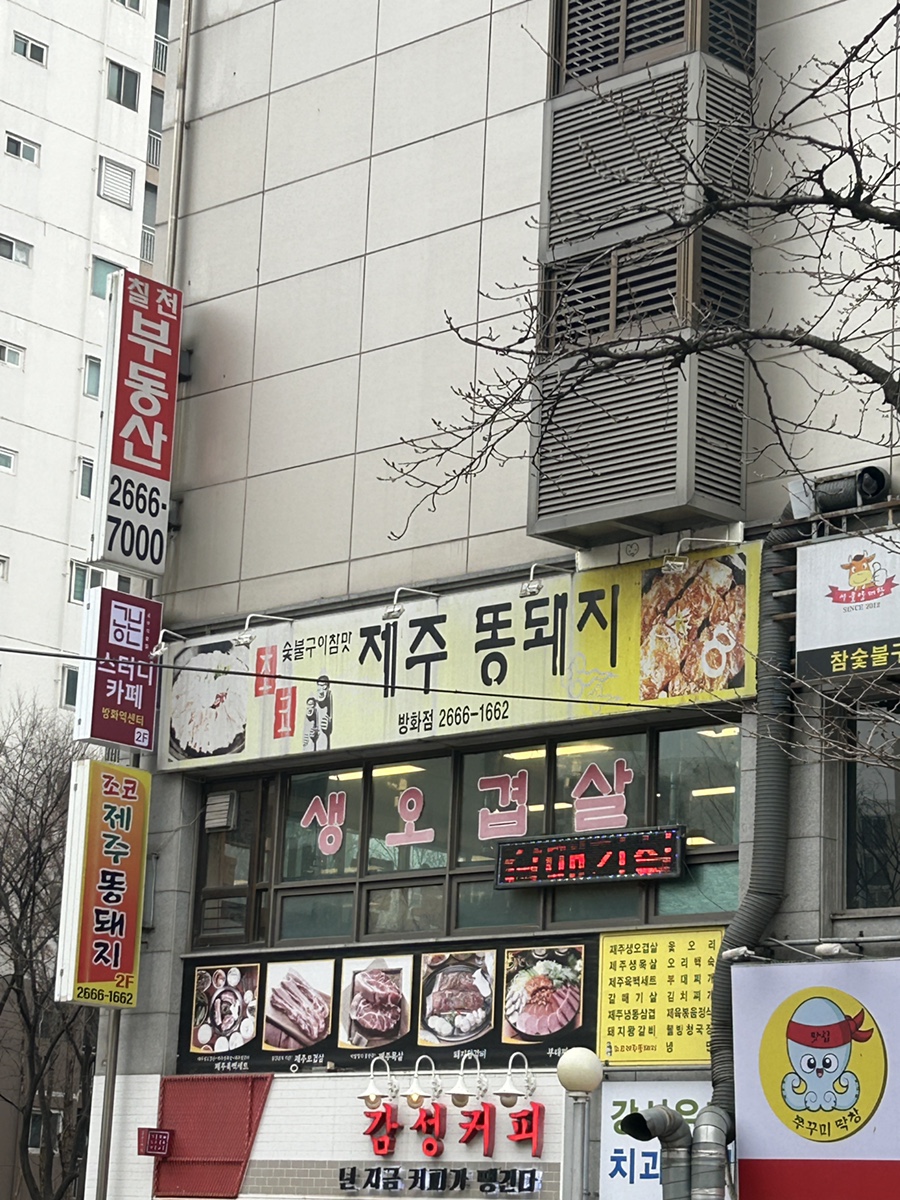 조코제주똥돼지 사진 2