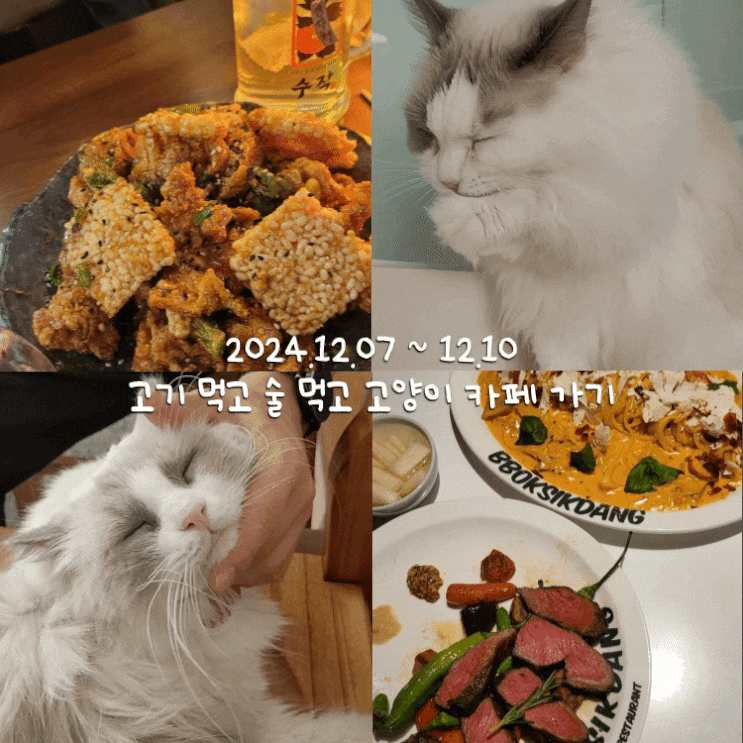  12월일상 2 :: 고기먹고 술먹고 고양이카페 가고 송도 댕겨옴