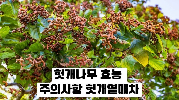  헛개나무 효능 부작용 헛개나무열매차 지구자차