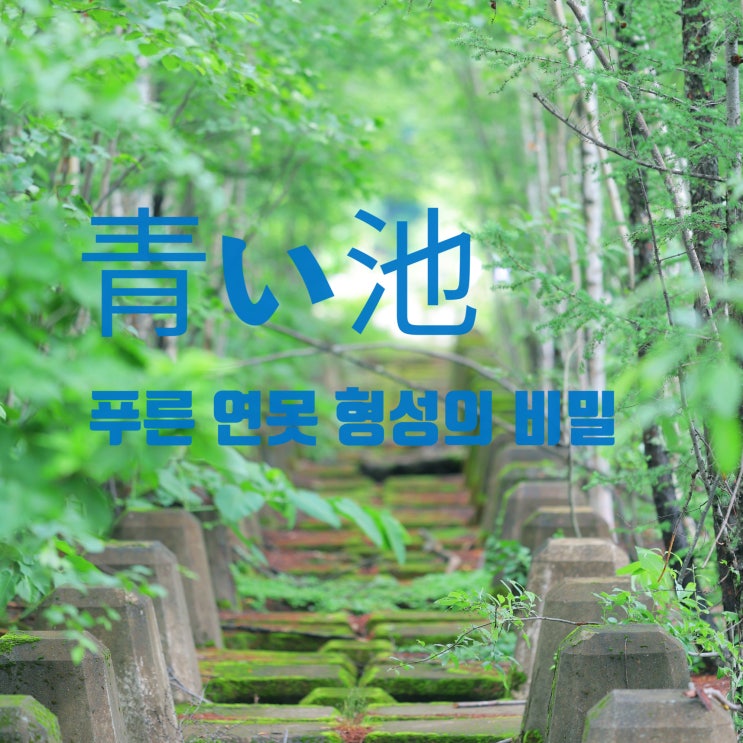  홋카이도 비에이 필수 코스 | 아오이이케의 형성과 방문 추천 시기