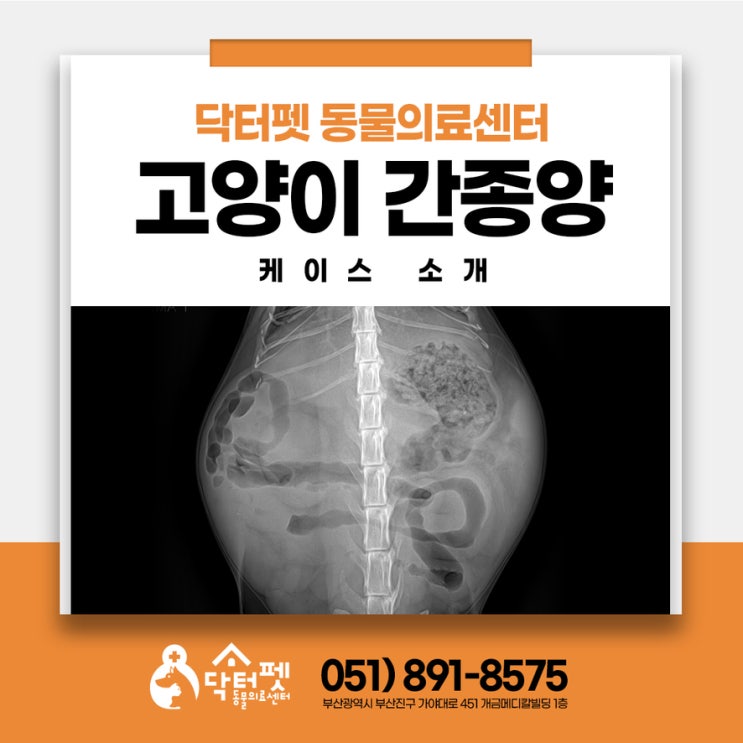  고양이 간종양 약물치료관리 케이스 (부산 동물병원 닥터펫동물의료센터)