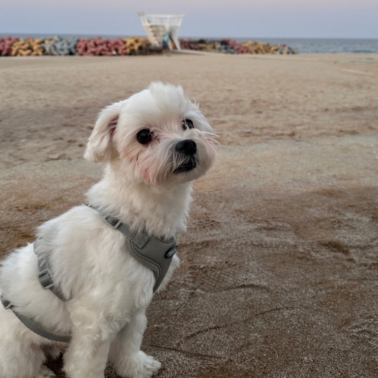  어쩌다 출근#4 연차 처음 써본 호구 직장인