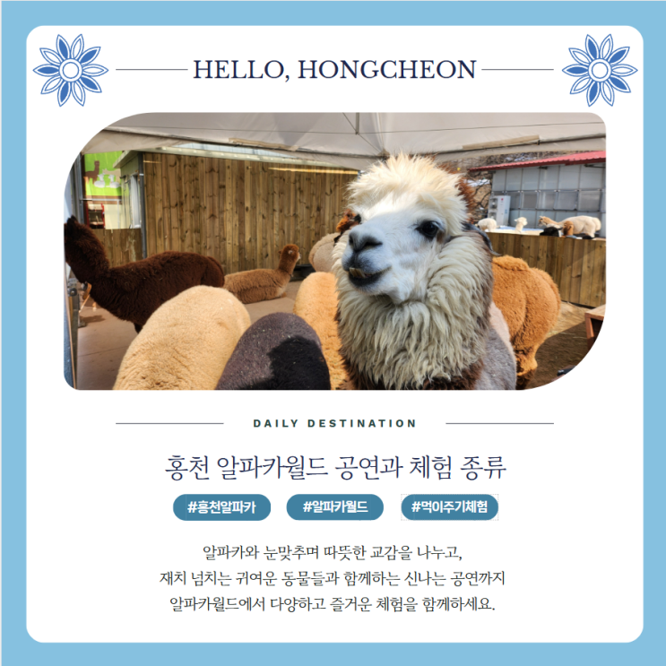  홍천 가볼만한 곳 알파카월드에서만 볼 수 있는 공연과 체험 정리