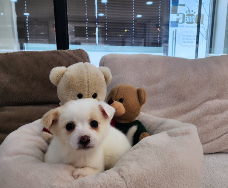  세종시 지정 유기동물 공공분양  세종 강아지분양 유기견 입양비 NO!  무료로 강아지 입양하세요!