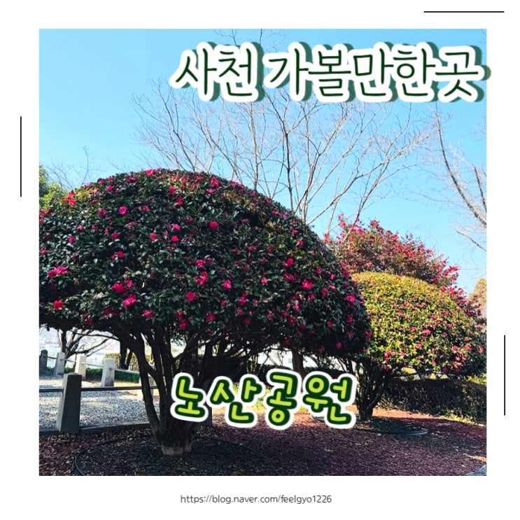  사천 아이랑 가볼만한곳 노산공원 마지막 동백꽃구경