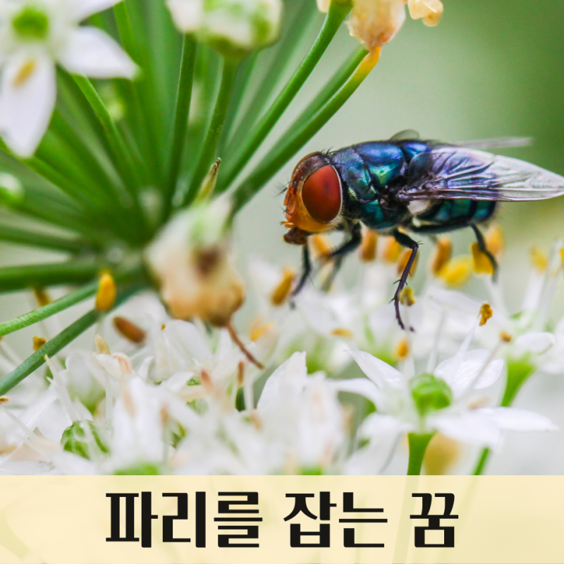 파리를 잡는 꿈, 파리를 본 꿈 : 파리 꿈해몽