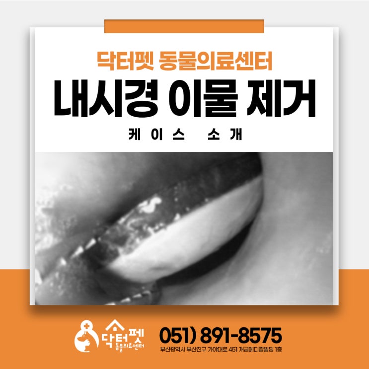  플라스틱 먹은 2살 푸들 이물 제거 (부산 동물병원 강아지 위내시경 닥터펫동물의료센터)