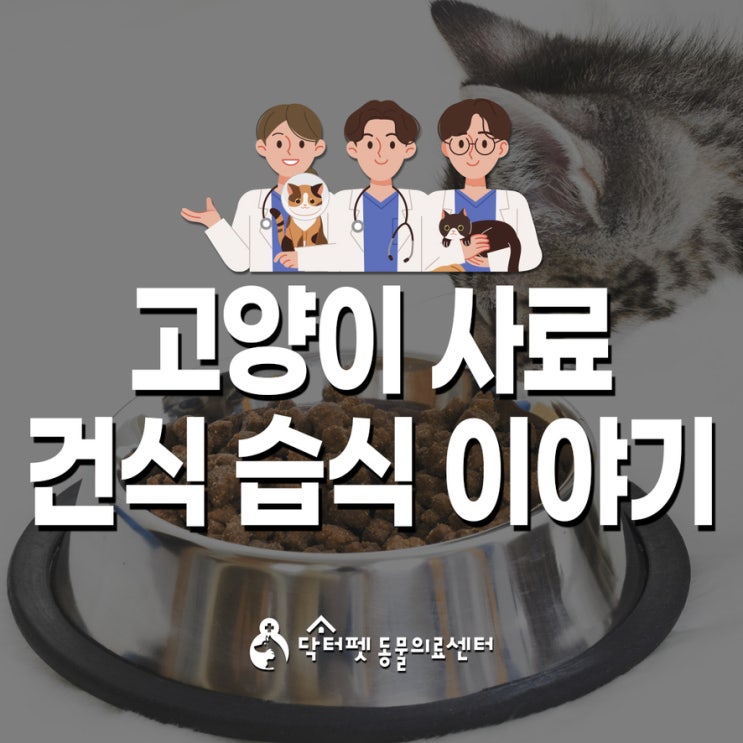  고양이 사료 건식 습식 이야기 (부산 일요일 야간 진료 동물병원 닥터펫동물의료센터)