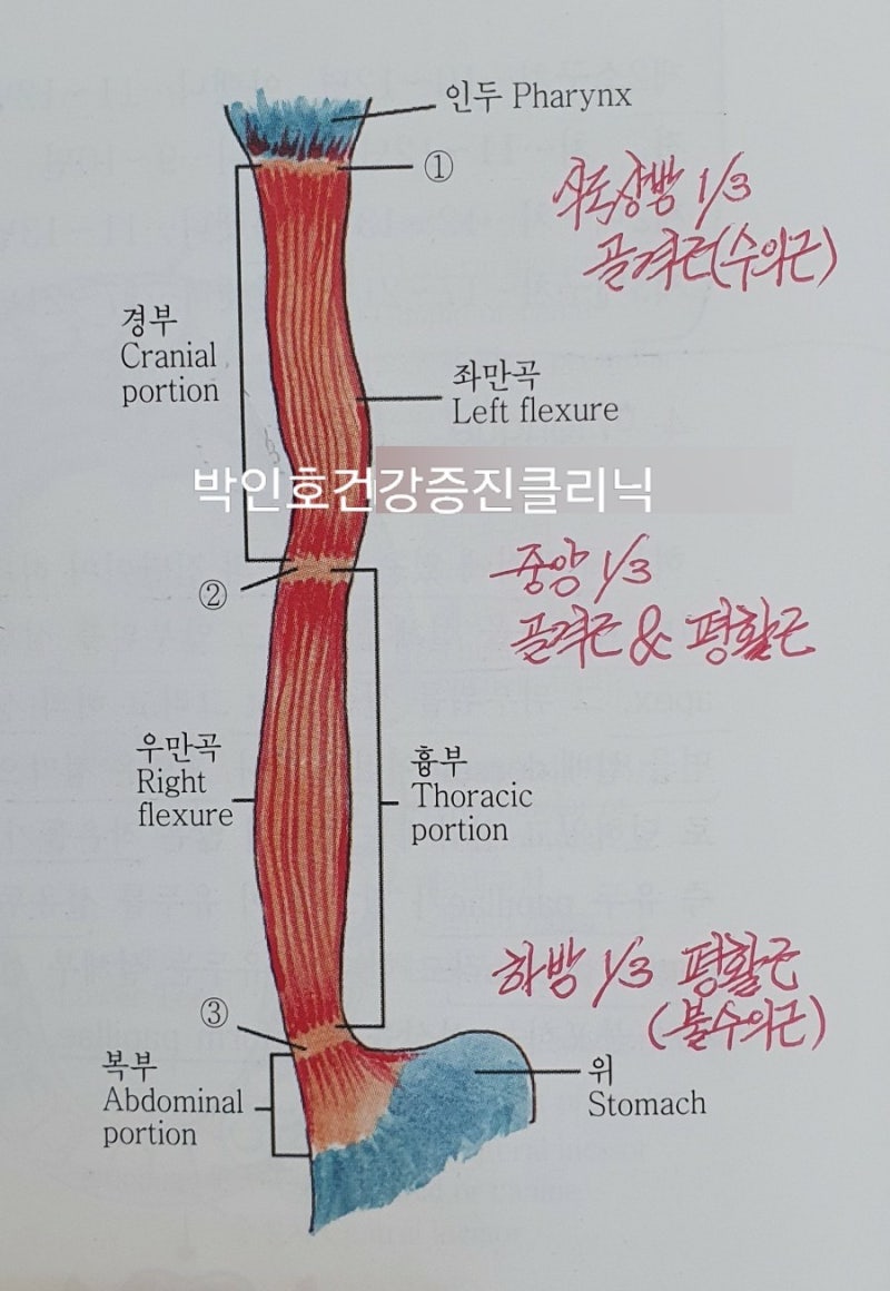 인체생리학 🔷️60 소화생리 / 구강 소화 Digestion in the Mouth / 식도 Esophagus : 네이버 블로그, image size:800x1160