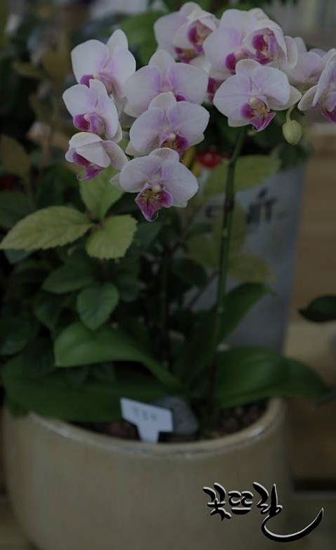 꽃뜨란 사진 6