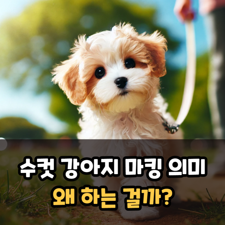  수컷 강아지마킹 이유는?