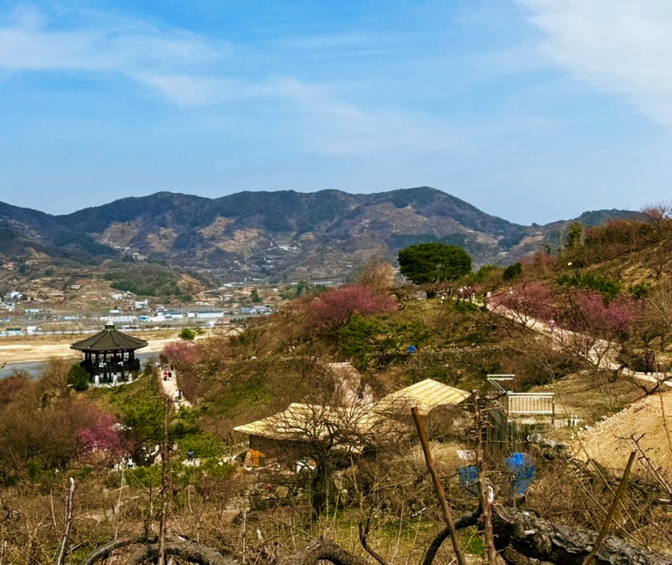  꽃 없어도 예쁜 섬진강 매화마을, 쫓비산 등산과 광양 매화축제(+셔틀버스 연장운영)
