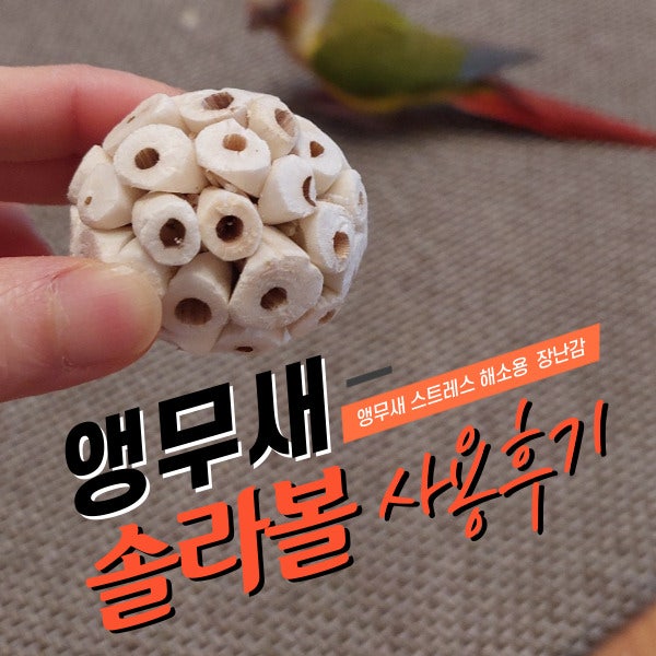  [1년 전 오늘] 새 장난감 솔라볼  코뉴어 앵무새 사용후기
