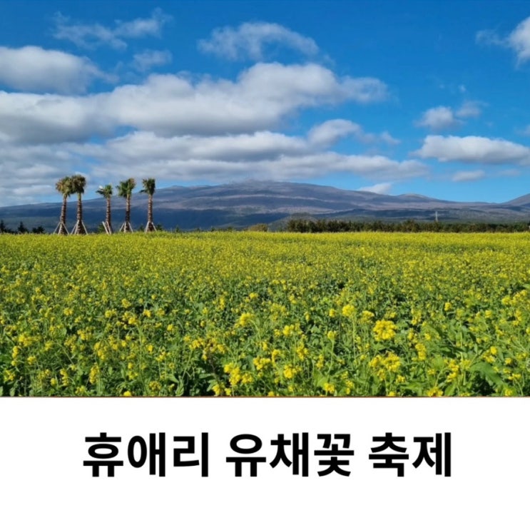  제주 휴애리 유채꽃 축제 기본정보 입장료 후기