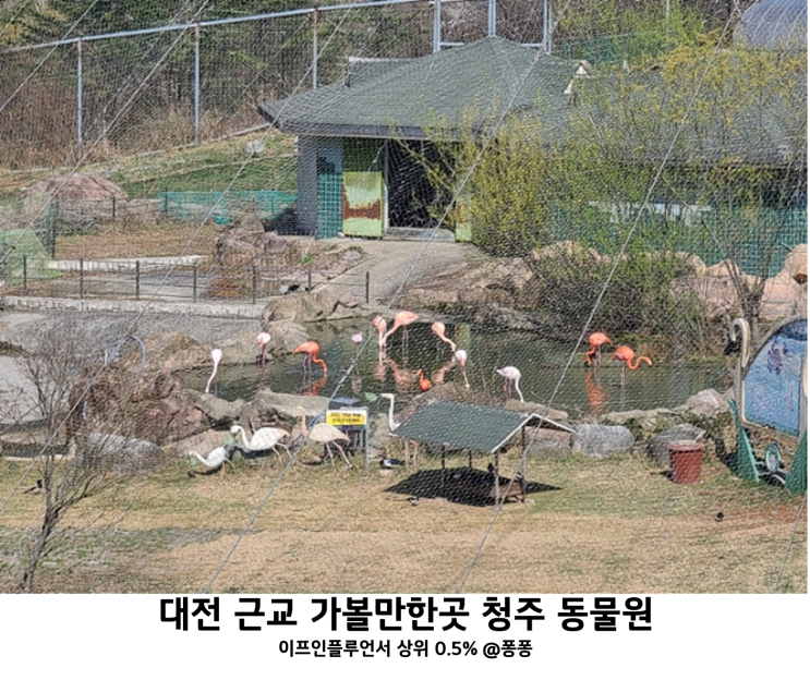  청주 동물원 대전 근교 아이와 가볼만한곳 추천 가성비 입장료 청주랜드 동물원