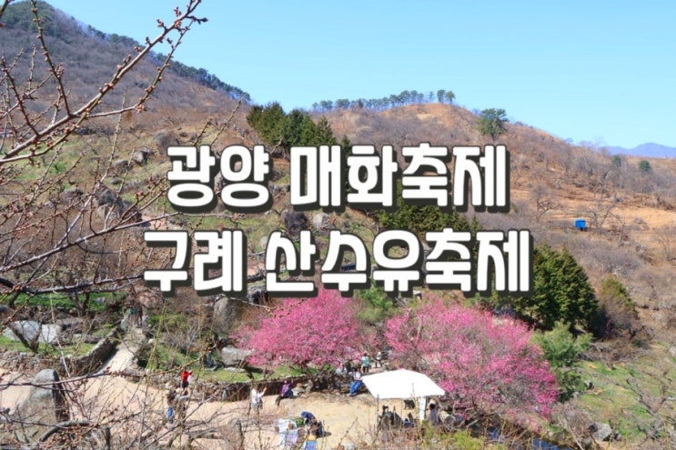  2025 광양 매화축제 구례 산수유 축제 기간 실시간 CCTV 개화 상황