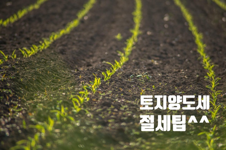  토지 양도세 절세, 농지와 비사업용 토지 똑똑하게 관리하는 방법