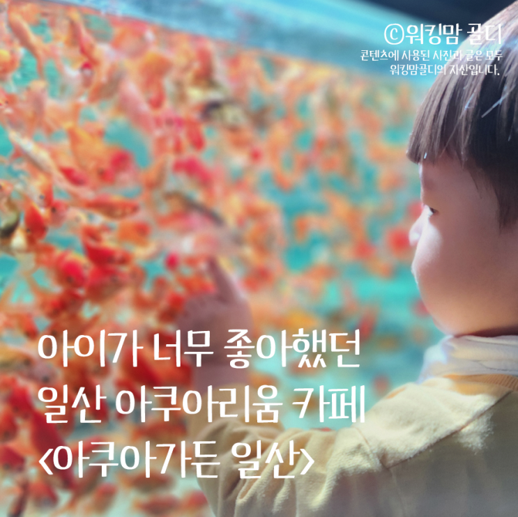  아이가 너무 좋아했던 일산 아쿠아가든 후기(+내돈내산)