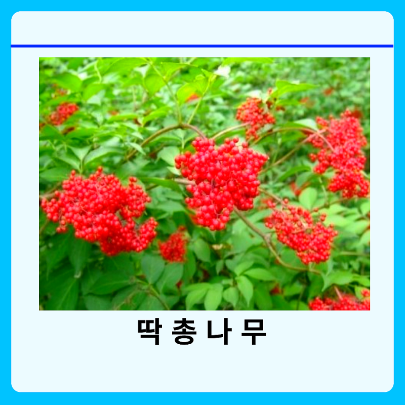 딱총나무 효능 열매와 순 먹는 법 부작용