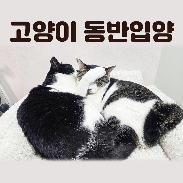  고양이 동반입양 추천하는 이유