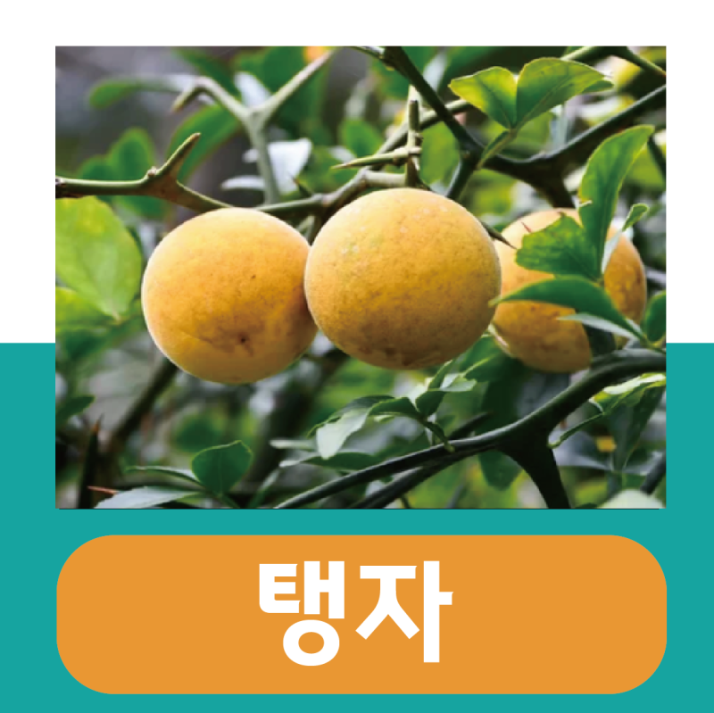 아토피에 좋은 탱자 효능, 열매 먹는법