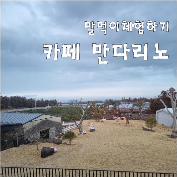  【제주조천카페】 아이들과 가기 좋은  만다리노카페 말먹이주기 체험하기