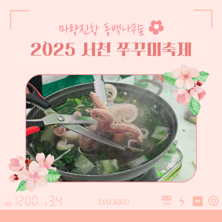  2025 서천 동백꽃 쭈꾸미축제 기간 가격 어린이 낚시체험 후기