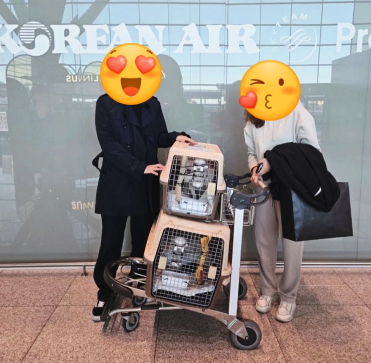  유기견 해외 이동봉사 준비사항 절차 보스턴 대한항공