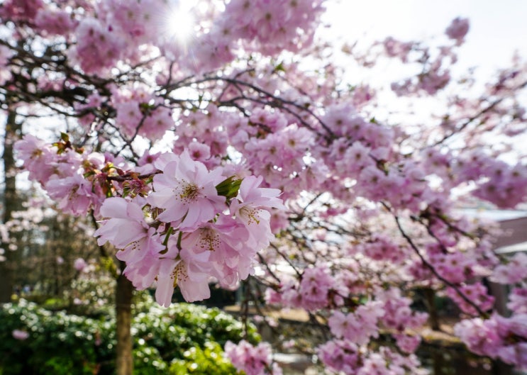 봄(Spring)과 관련된 영어 표현 & 문장 해석