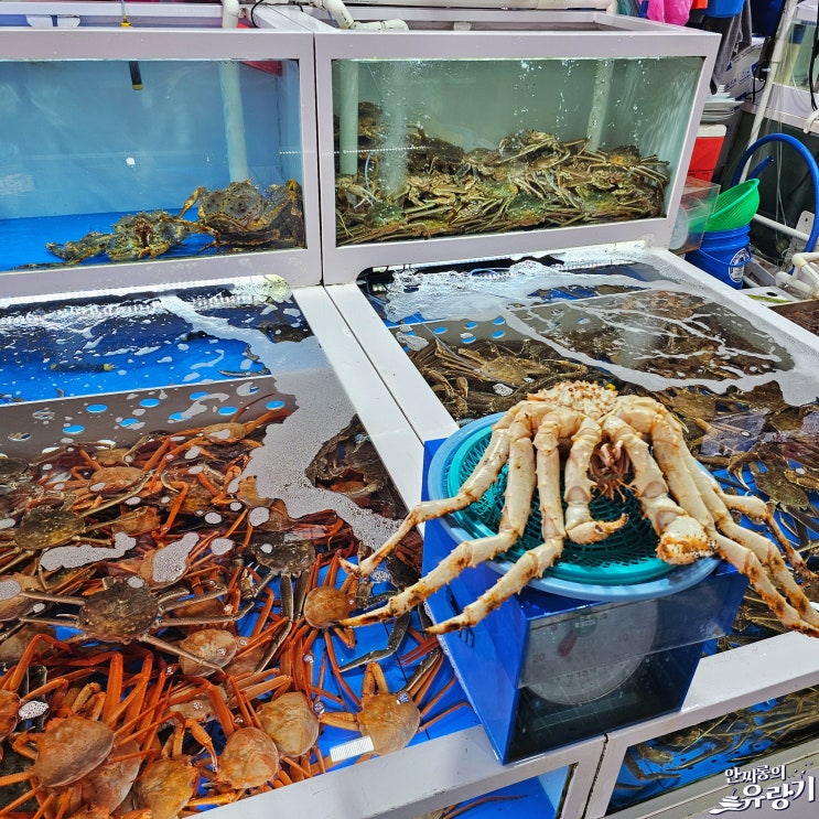  강릉 킹크랩시세 주문진 좌판 풍물 시장 킹크랩 싯가 제철 해산물 둘러보기