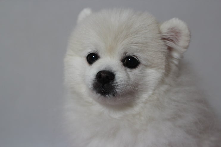 강아지 관절 슬개골 건강 챙기기! 리포좀커큐민 후기