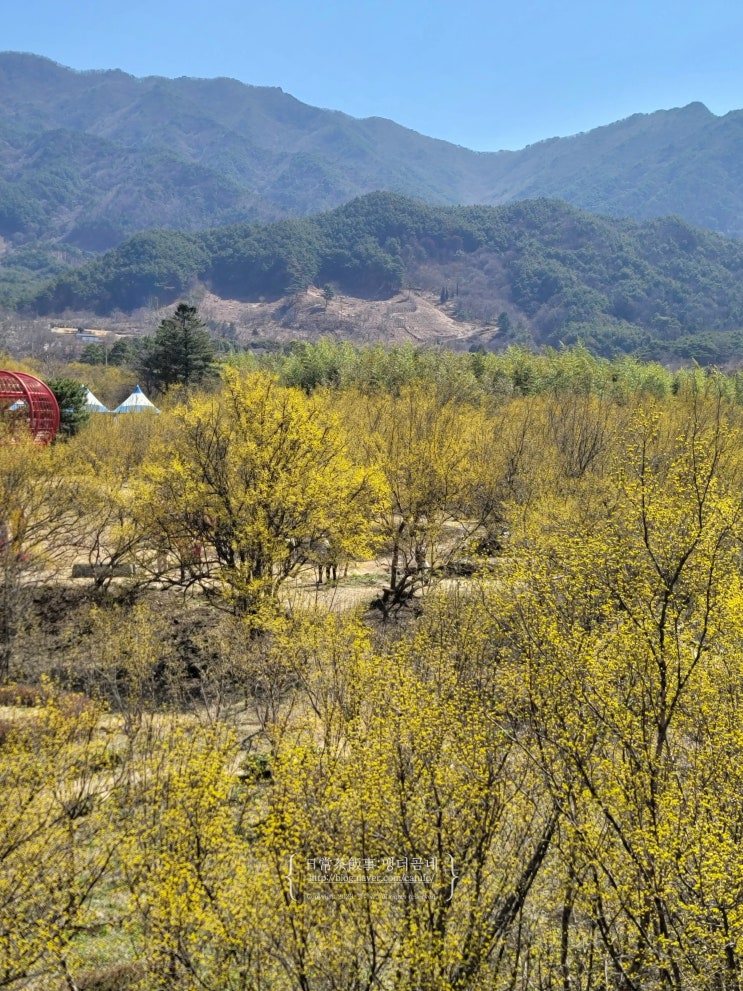  2025 구례 산수유꽃축제 방문후기 14일 개화상황 개화시기
