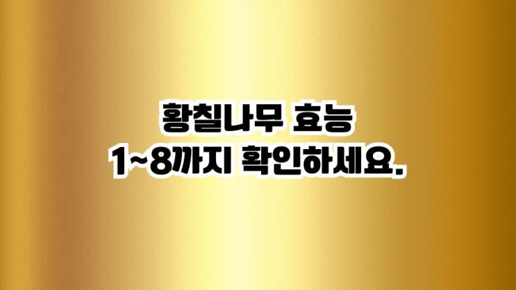  황칠나무 효능 주의사항 부작용 황칠나무잎차