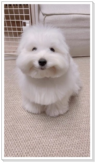 고창석닮은 강아지? 꼬똥 드 툴레아
