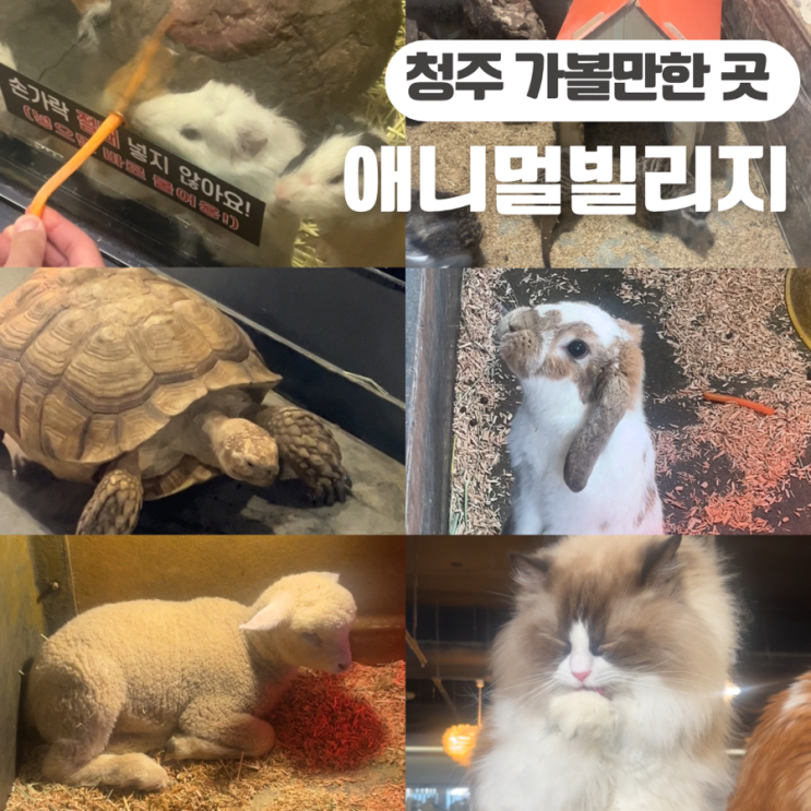 청주 아이랑 가볼 만한 곳 애니멀 빌리지 파충류 귀여운 동물을 만날 수 있는 동물원 카페