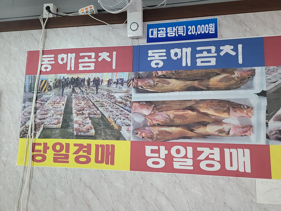 동해곰치 사진 4