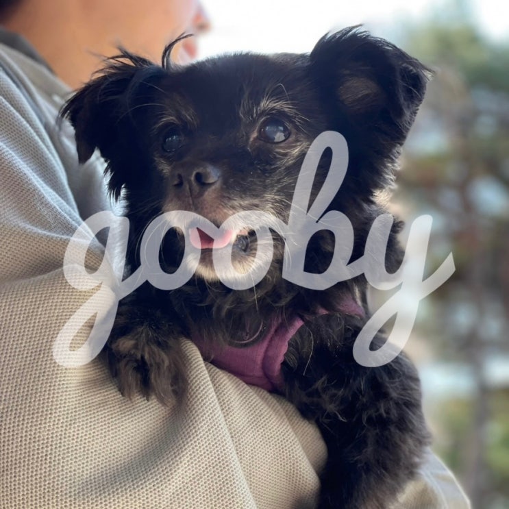  강아지하네스추천 구비gooby 스텝인 하네스 빌드업 공식파트너