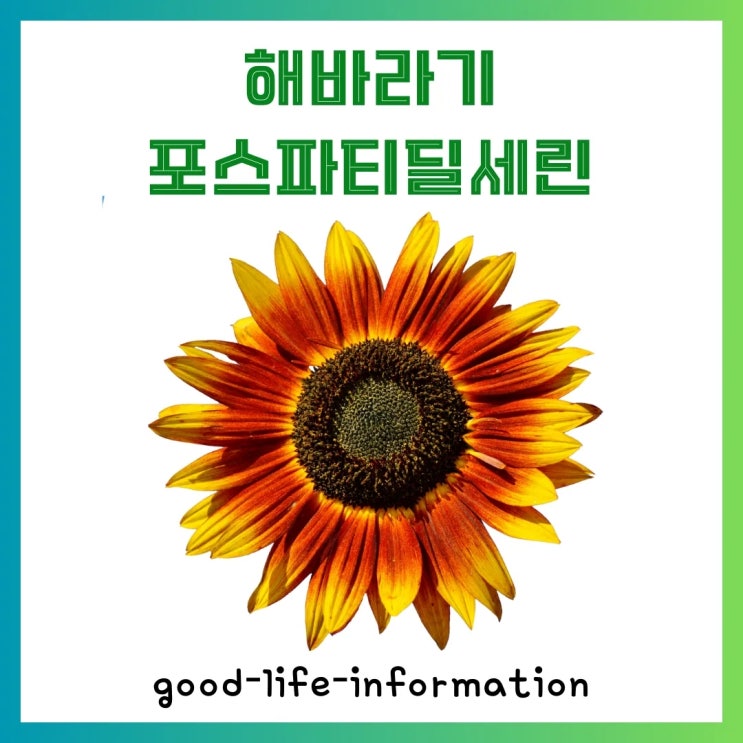 기억력 향상, 스트레스 감소! 똑똑한 선택, 해바라기 포스파티딜세린이란? 기억력 향상, 스트레스 감소! 똑똑한 선택, 해바라기 포스파티딜세린이란?