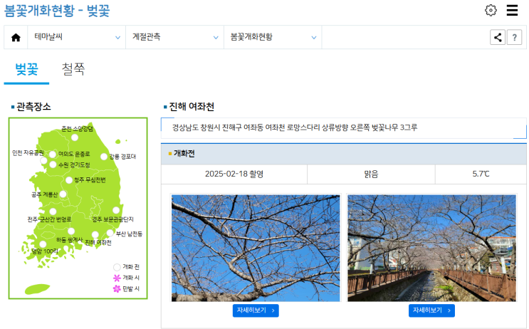  전국 벚꽃 실시간 조회