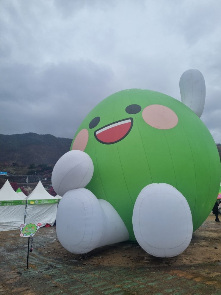  2025 광양 매화축제 방문후기 | 광양 매화마을·와인동굴 당일치기 여행코스